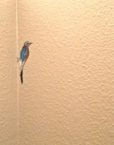 Oiseau 7 - Bird 7 - عصفور ٧